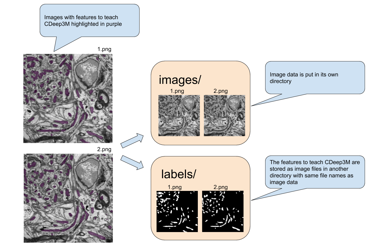 Input Training images file and directory layout