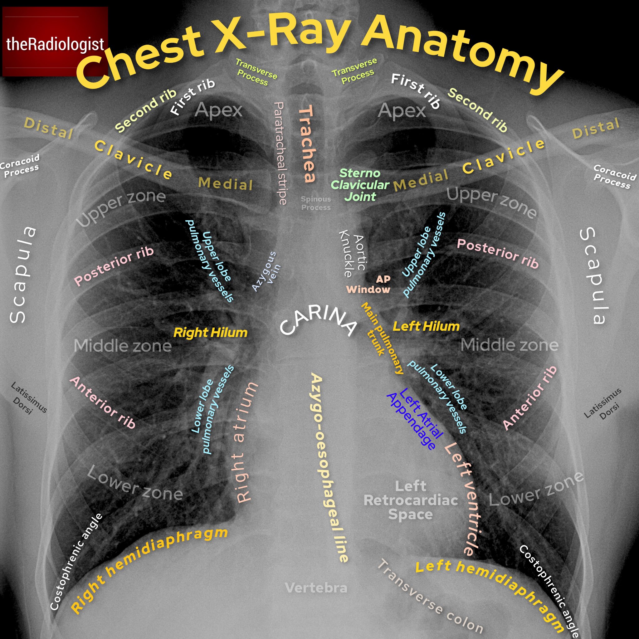 anatomy.jpeg