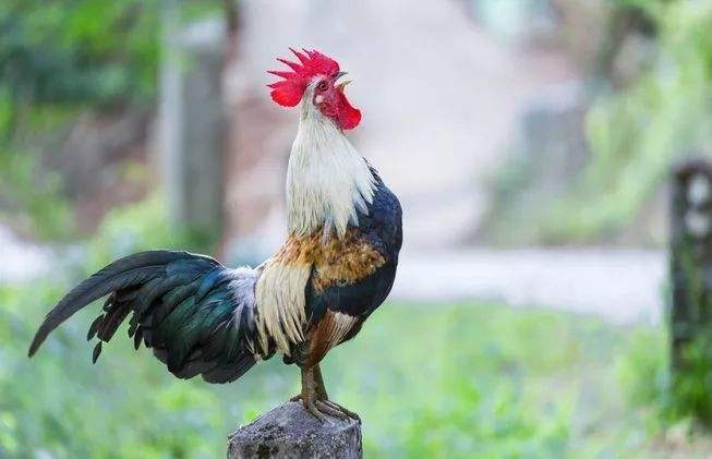 cock.jpeg