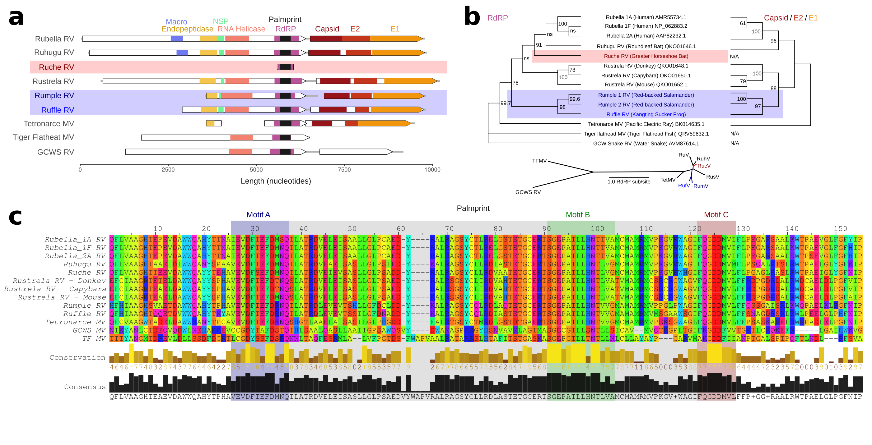 SRA Rubiviruses