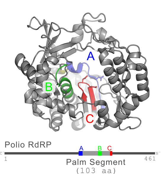 Motif A B C in polio RdRP structure